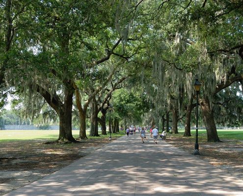 Live Oak on the list of Best Shade Trees