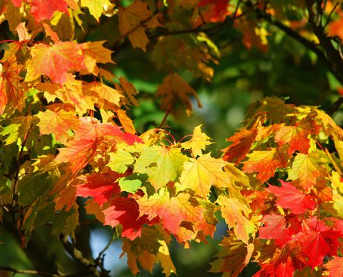Maple Tree on the list of Best Shade Trees