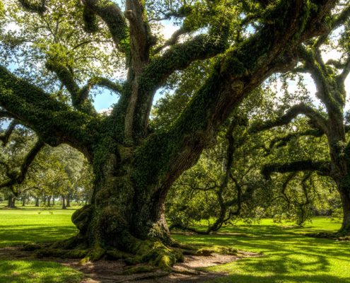 Oak Tree on the list of Best Shade Trees