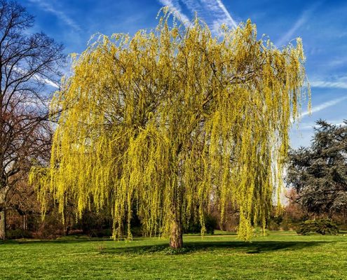 Weeping Willow on the list of Best Shade Trees