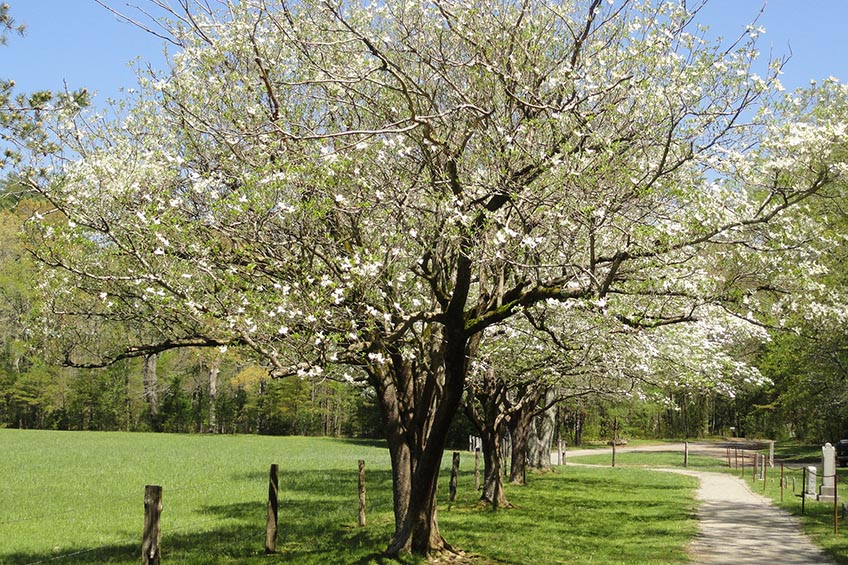Best Shade Trees | Choosing the Best Shade Trees for Your Yard