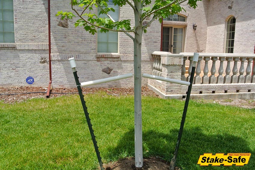 How Many Tree Stakes Should I Use to Secure a Newly ...