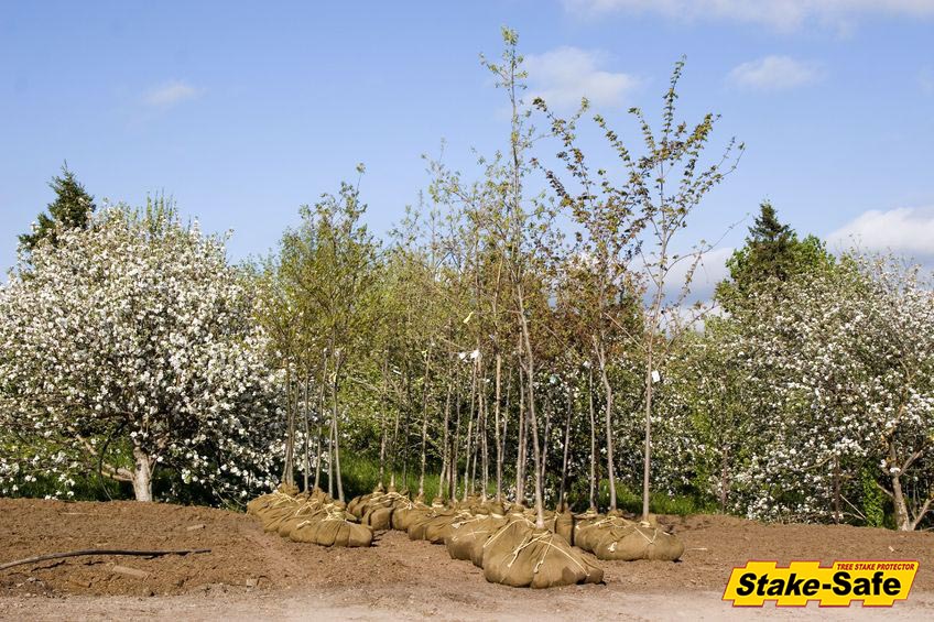 When to Remove Stakes from a Tree - Horticulture