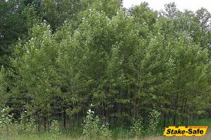 Alaska Trees | Balsam Poplar