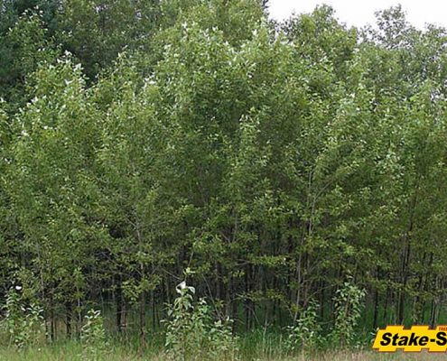 Alaska Trees | Balsam Poplar
