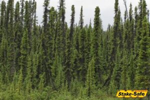 Alaska Trees | Black Spruce