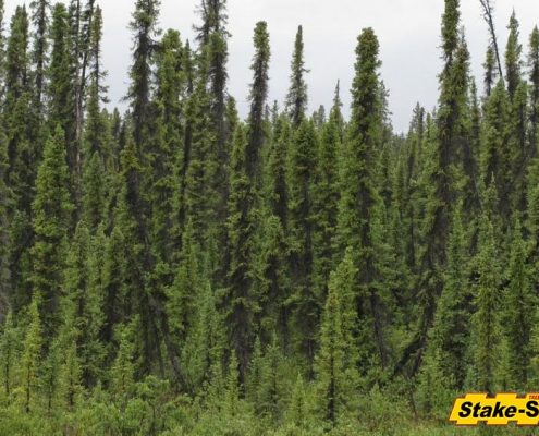 Alaska Trees | Black Spruce