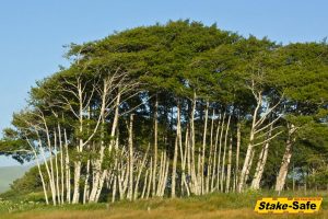 Alaska Trees | Red Alder
