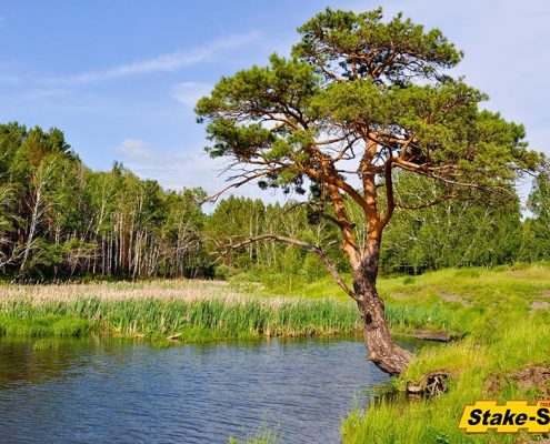Alaska Trees | Shore Pine