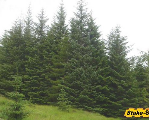 Alaska Trees | Sitika Spruce