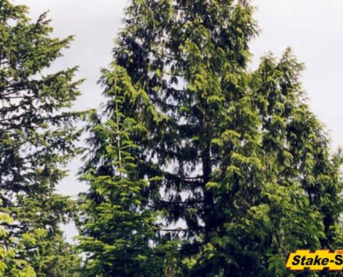 Alaska Trees | Western Red Cedar
