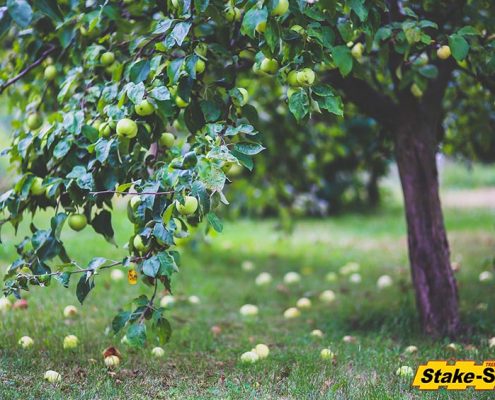 Fruit Trees | Granny Smith Apple