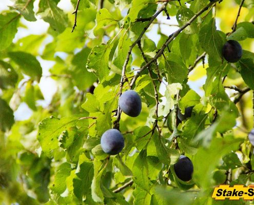 Fruit Trees | Purple Plum Tree