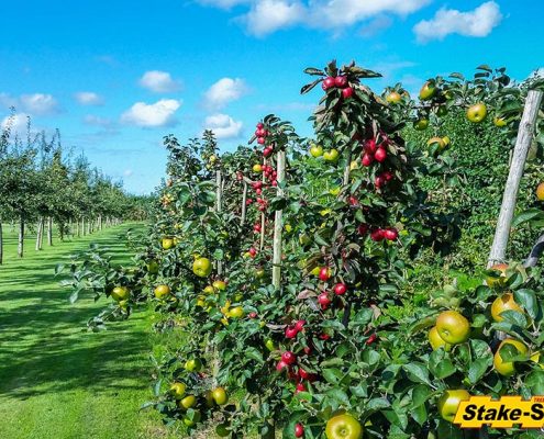 Fruit Trees | Apple Orchard