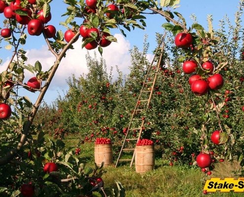 Fruit Trees | Apple Orchard