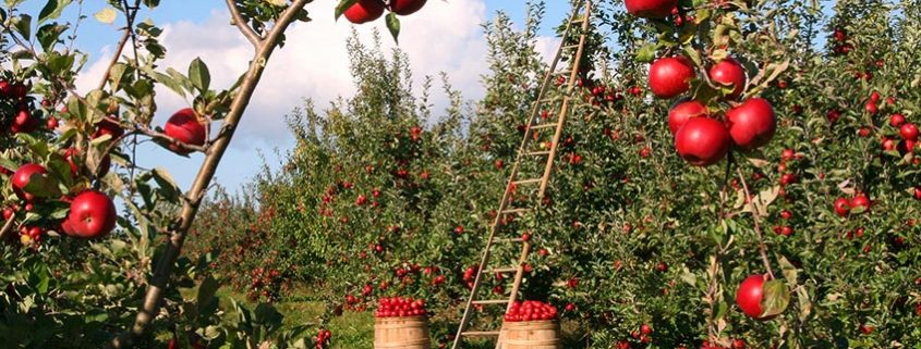 Fruit Trees Apple Orchard