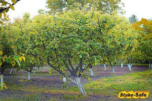 Fruit Trees | Apricot Tree