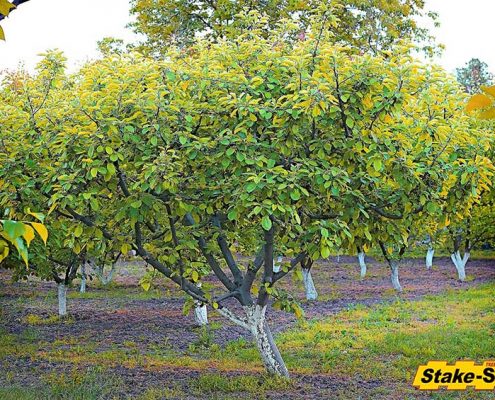 Fruit Trees | Apricot Tree