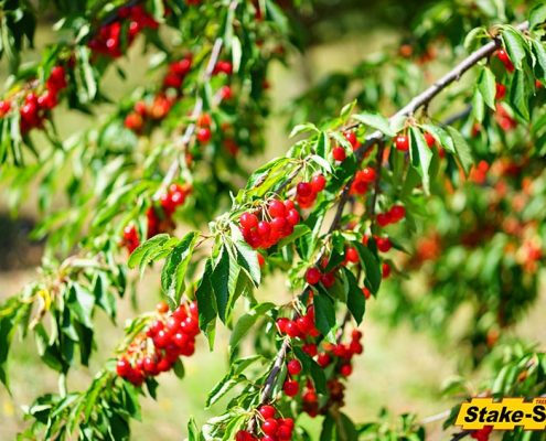Fruit Trees | Cherry Tree