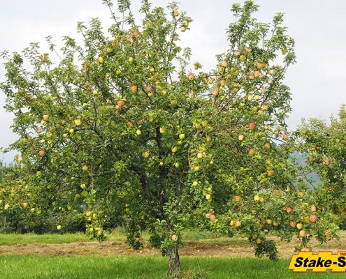 Fruit Trees | Gala Apple Tree