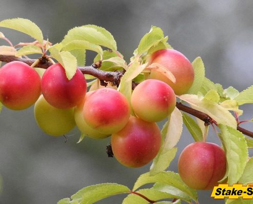 Fruit Trees | Cherry Plum Tree
