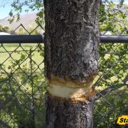 Killing Unwanted Trees