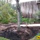 removing metal tree stakes
