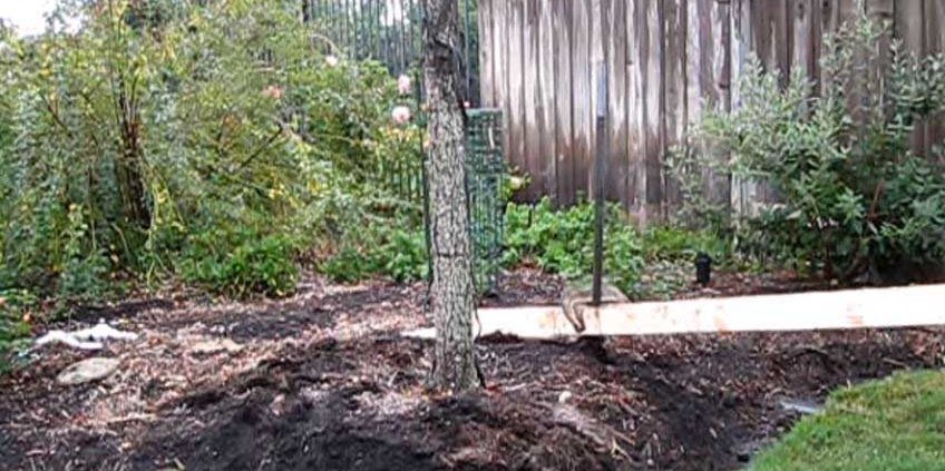 removing metal tree stakes