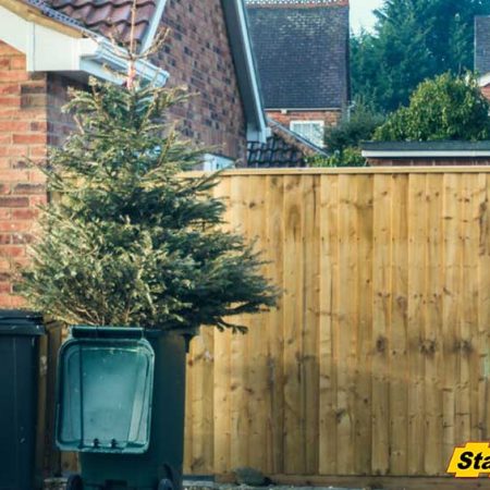 Bracing Palm Trees | How to Properly Secure a Newly Planted Palm Tree